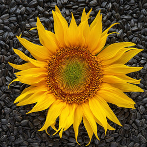 Sunflower Seed Oil